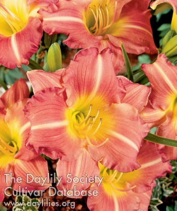 Daylily Platinum Palette Salmon Sunrise